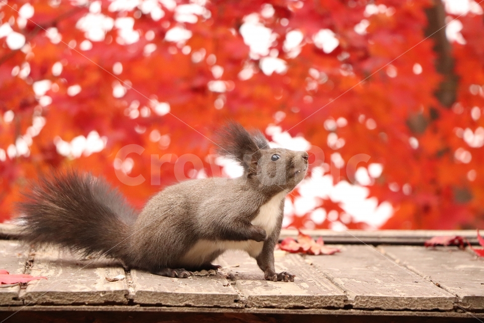 청솔모,동물,가을,단풍,사진,다람쥐,가을,계절,fall,autumn,season,동물,animal,포유류,mammal,rodent,설치류,squirrel,청설모