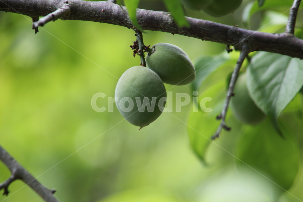 매실,열매,매실나무,과일,japaneseapricot