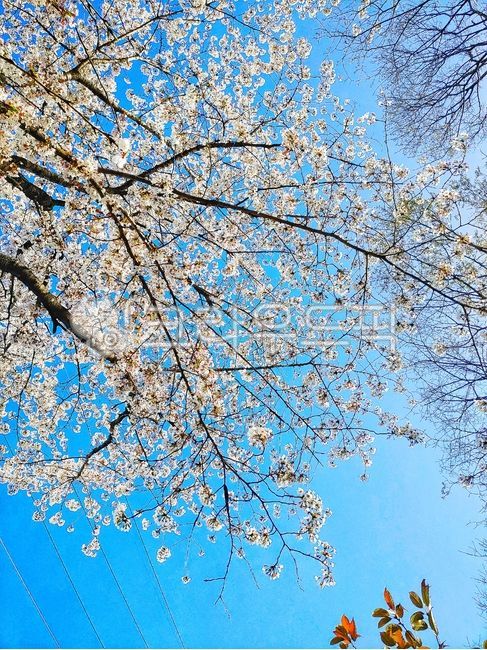 flower shade,sky and cherry blossoms,Cherry Blossom,under the cherry blossoms,flower tree