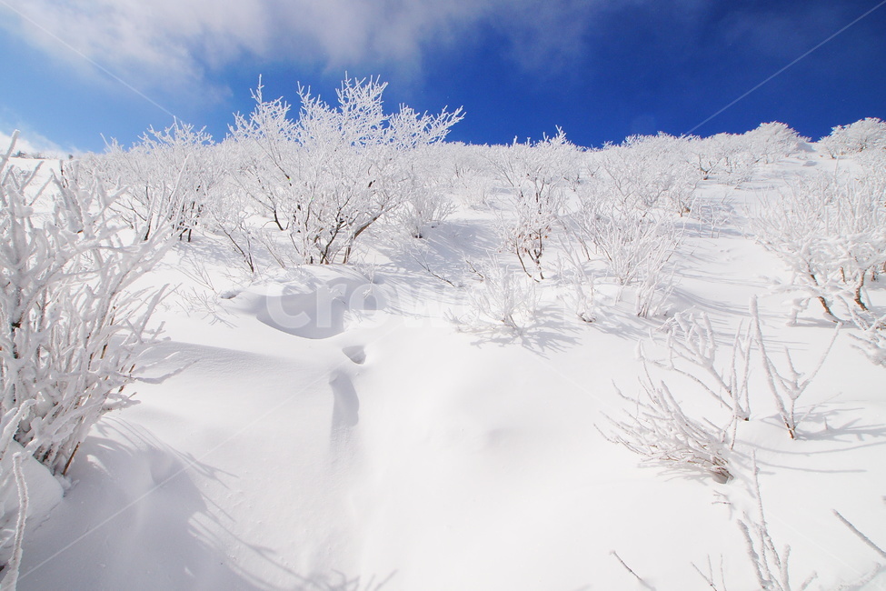 덕유산,설경,푸른하늘,눈,상고대,무주,주목,겨울,계절,winter,season,자연,풍경,nature,landscape,storm,폭풍,outdoors,옥외,snow,blizzard,눈보라
