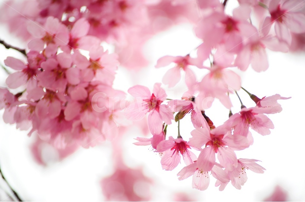 벚꽃,왕벚꽃,겹벚꽃,산벚꽃,봄비,봄,계절,spring,season,식물,자연,plants,nature,꽃,flower,plant,blossom