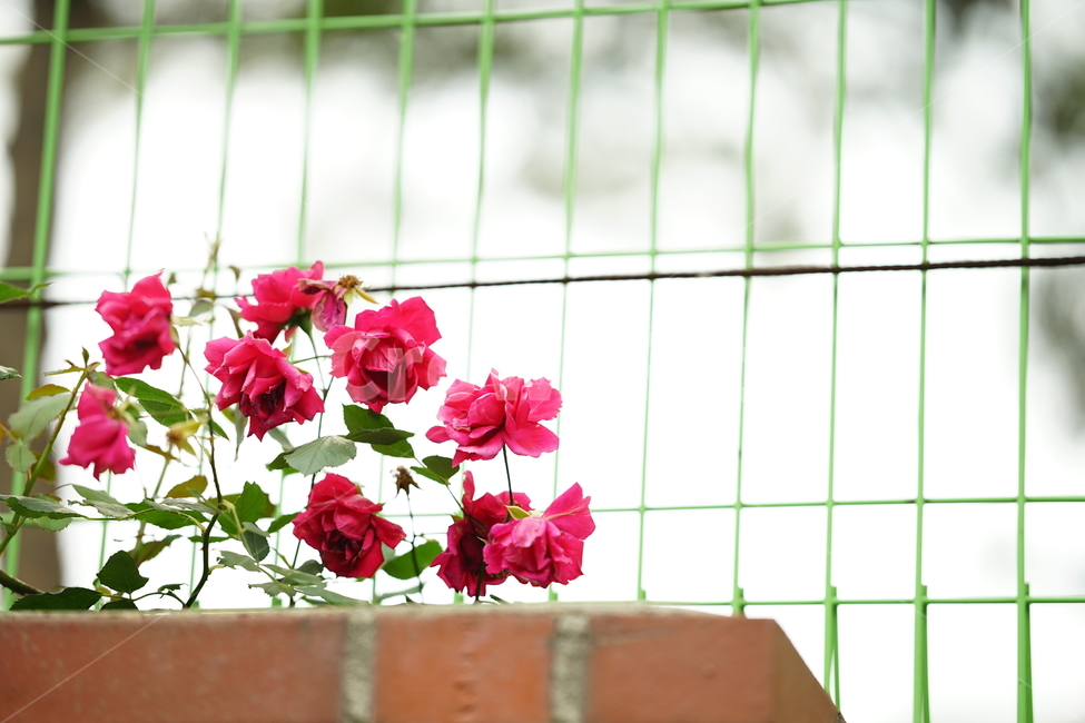 장미,로즈,꽃,레드,빨강,색감,rose,flower,자연,감성,감성사진,접사,미,아름다움,식물,플라워,꽃사진,식물,자연,plants,nature,꽃,flower