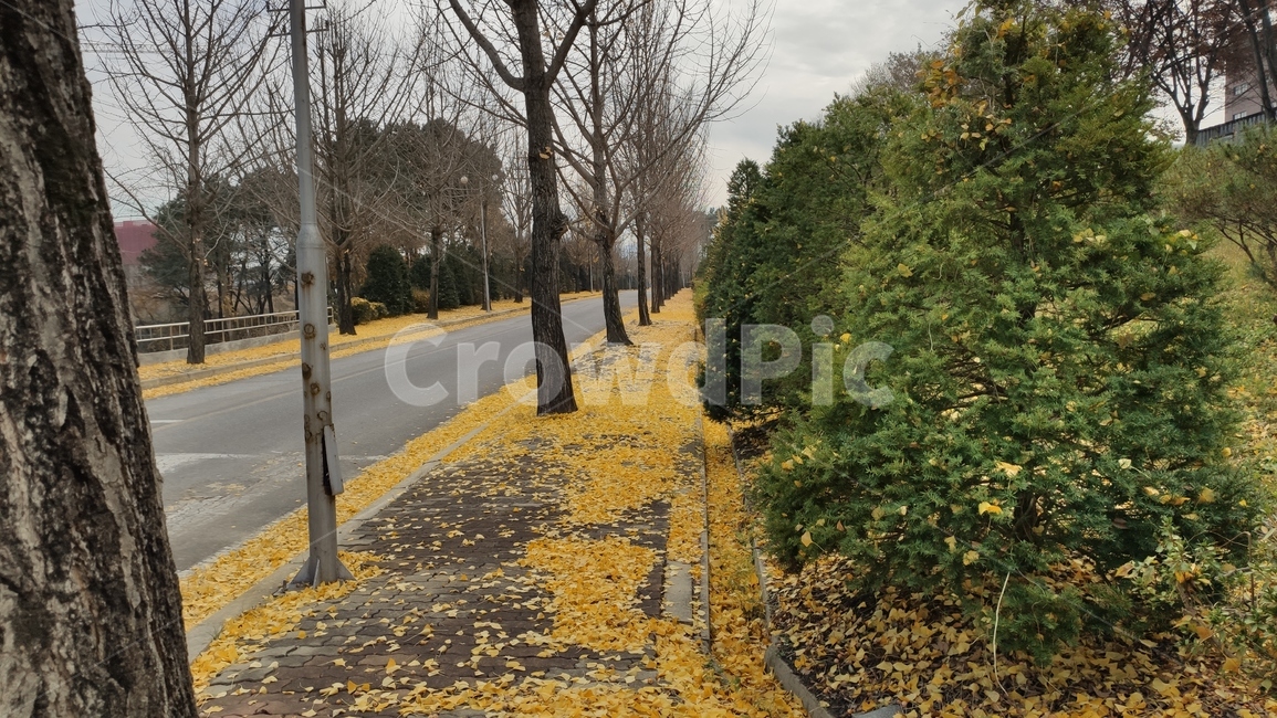 은행나무,은행잎,가로수길,낙옆,나무,식물,노랑잎,road,도로,가을,계절,fall,autumn,season,식물,자연,plants,nature,나무,trees,wood