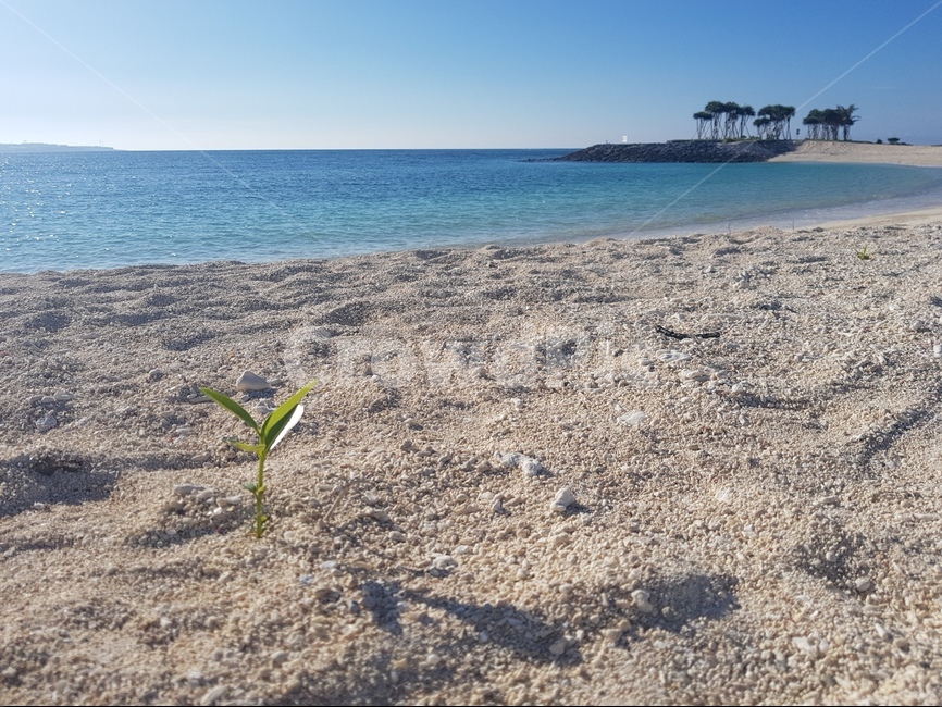 오키나와,일본,여름,바다,섬,하늘,모래,생명,풀,잎,파도,okinawa,japan,leaf,life,island,summer,sand,sky,bud,sprout,tree,palmtree,자연,풍경,nature,landscape,해변,바다,beach,sea,shoreline,해안선,water,물,ocean,대양,outdoors,옥외,coast,연안,바닷가
