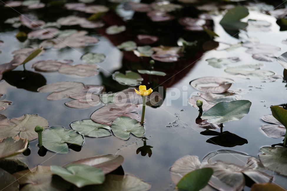 식물,연꽃,꽃,연못,불교,자연,flower,pond,식물,자연,plants,nature,꽃,flower