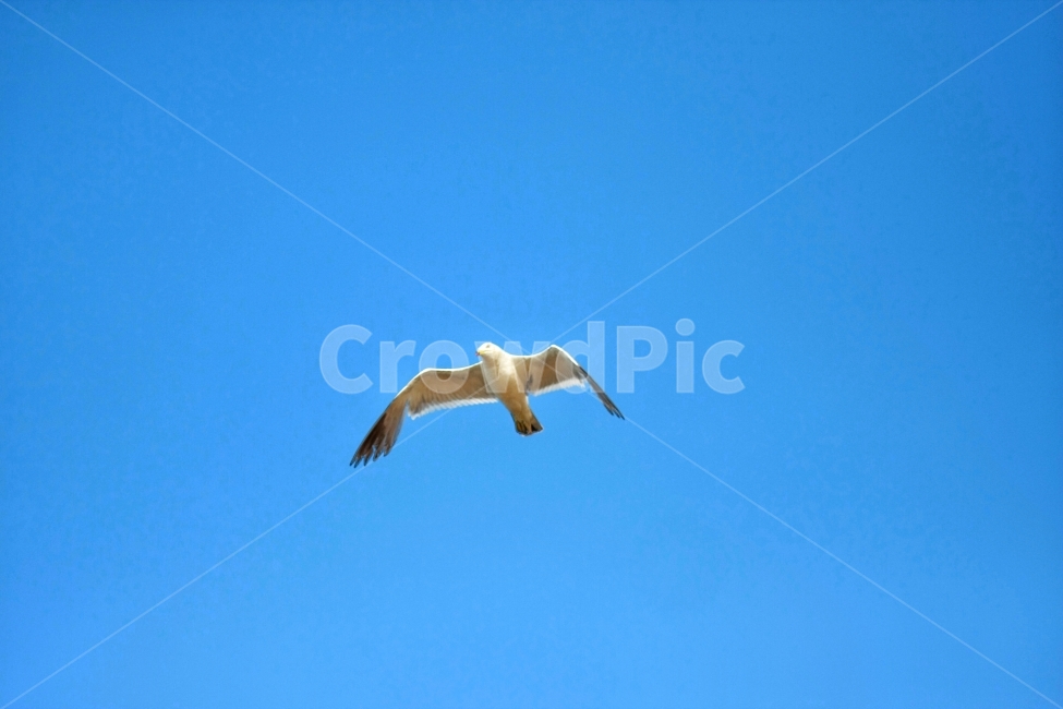 갈매기,하늘,푸르름,자연,새,bird,mew,seamea,blue,날다,sky,동물,animal,조류,새,birds