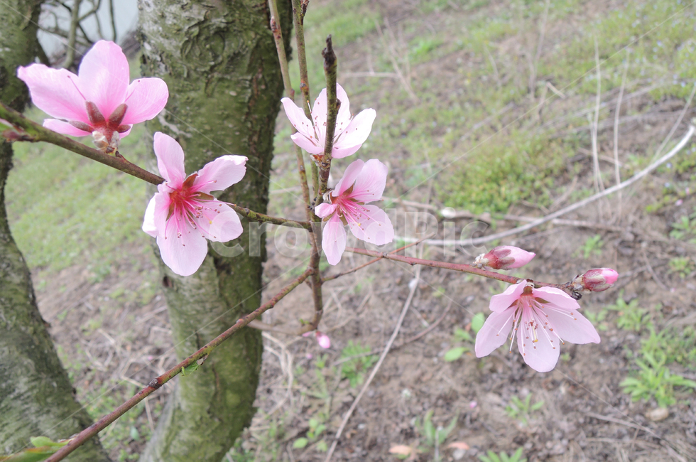 복숭아나무,복숭아꽃,복숭아나무꽃,식물,봄꽃,꽃,식물,자연,plants,nature,꽃,flower