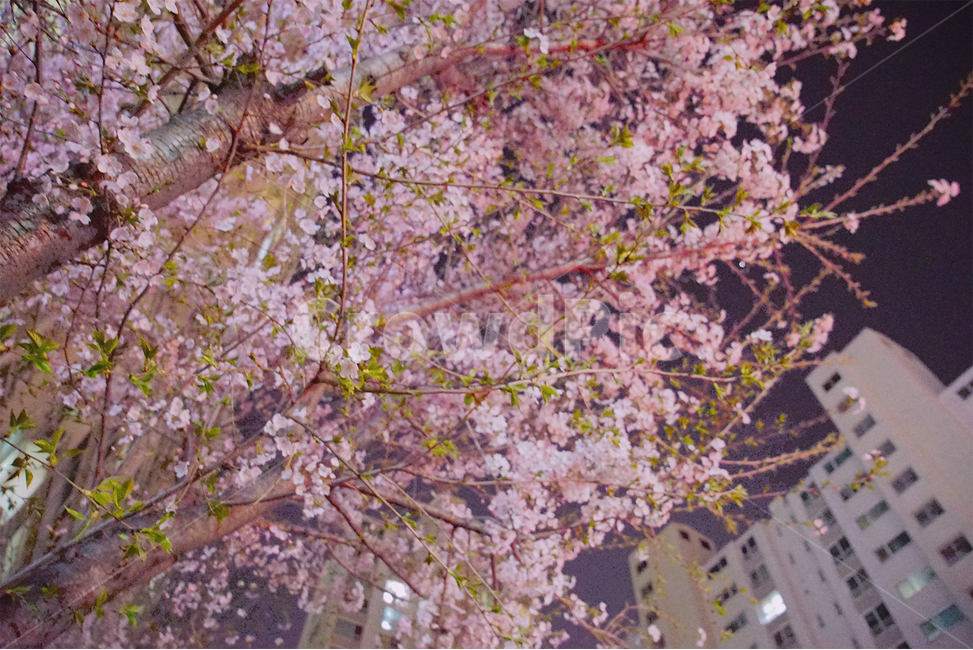 벚꽃,밤,야간,밤산책,개화,꽃,화려,봄,계절,spring,season,야경,밤,풍경,nightscape,night,landscape,식물,자연,plants,nature,꽃,flower,감성,sensible,feeling,plant,blossom,cherry blossom