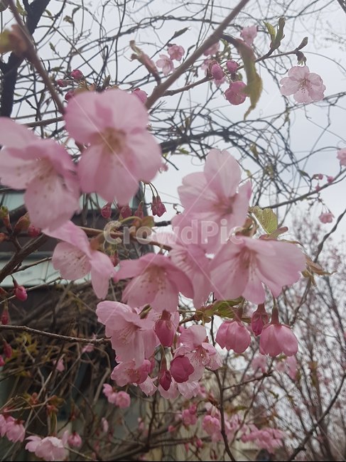 꽃,봄,경치,분홍색,진달래
