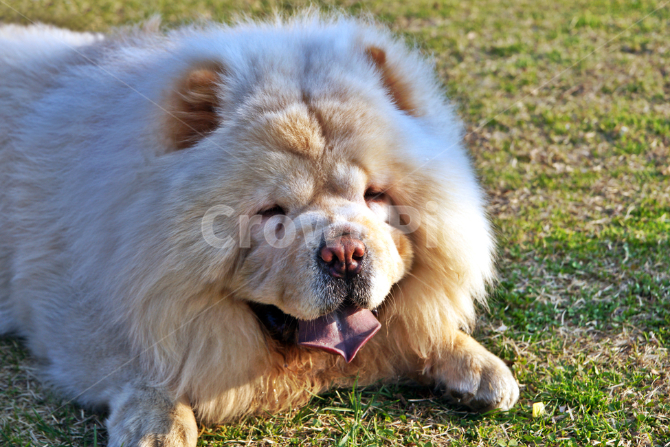 차우차우,애완견,중국,개과,남색혀,동물,animal,포유류,mammal,개,강아지,dog,doggy