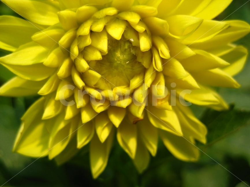 꽃,노랑,도발,응시,식물,숲,가을,애틀란타,식물,자연,plants,nature,꽃,flower