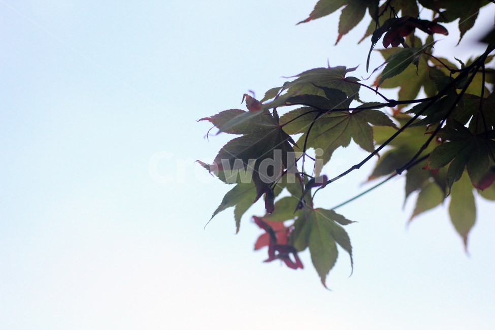 그린,나뭇잎,초록,청록,싱그러움,여름,봄,나무,green,배경,하늘,sky,leaf,fresh