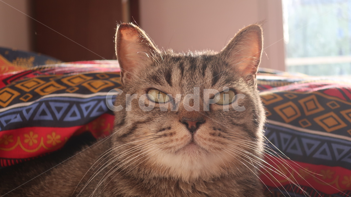 고양이,태비고양이,고등어줄무늬,태비줄무늬,검은고양이,귀여운,포유류,동물,pet,animal,mammal,반려동물,애완동물,반려묘,집고양이,cat,kitty,kitten,아기고양이,동물,animal,포유류,mammal,고양이,cat,kitten,kitty