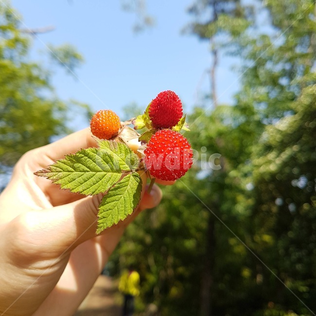 strawberry,nature,자연,food,음식,plant,식물,fruit,과일,raspberry,산딸기