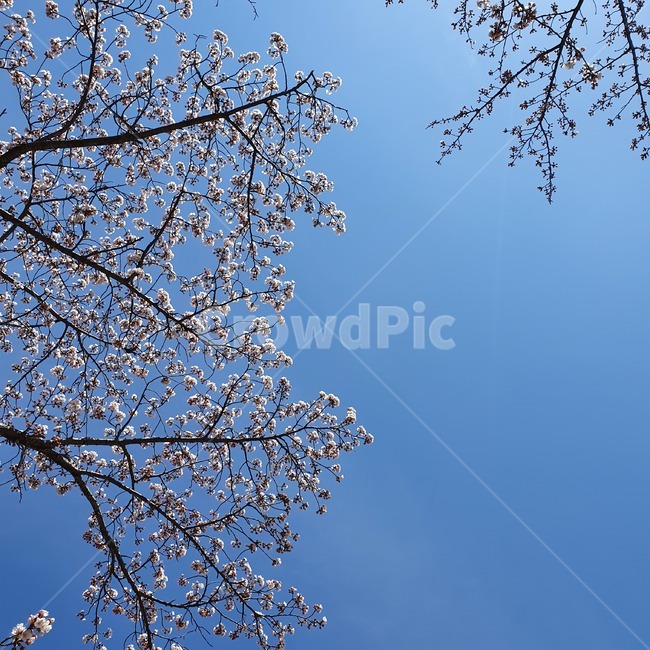 꽃,벚꽃,봄,plant,식물