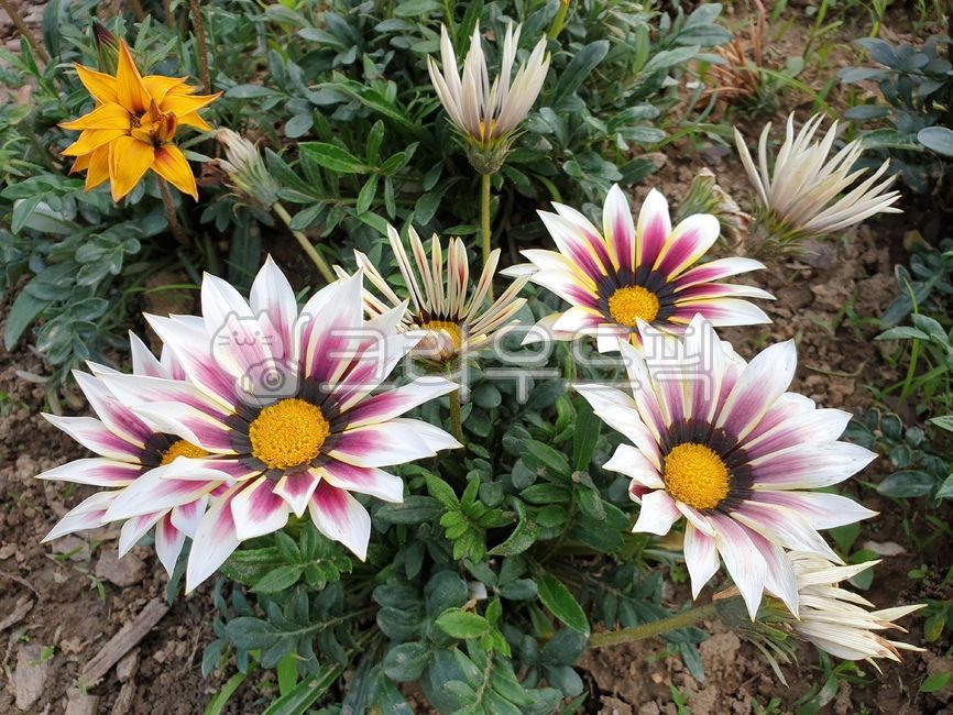 Gazania,white gazania flower,plant,flower