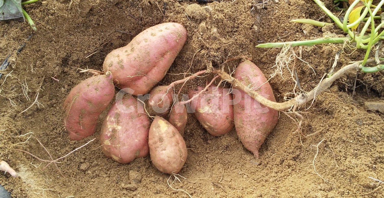 고구마,메꽃과,다년생초본식물,감저,조저,남감저,식물,자연,plants,nature