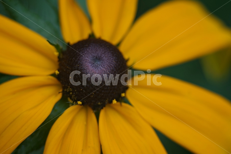 루드베키아,암술,수술,꽃,자연,식물,rudbeckia,pistil,nature,plants,식물,자연,plants,nature,꽃,flower