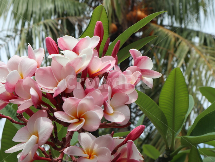 꽃,서향,식물,flower,plant,blossom,식물,자연,plants,nature,꽃,flower