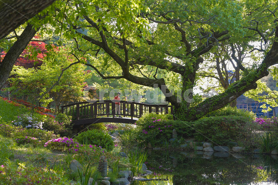 경주,엑스포공원,공원,남자,자연,연못,다리나무,꽃,사람,park,nature,tree,green,pond,flower,man,human