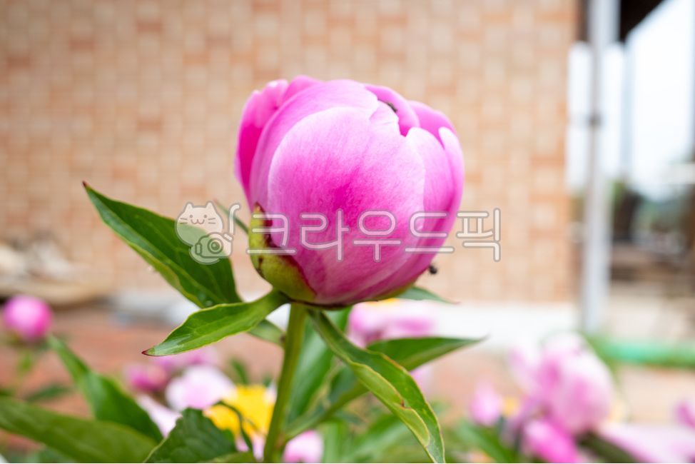 pink,paeony,green,blossom,peony flower,pink flower,leaf,flower,bud,pinkflower,leaves,flower bud,plant