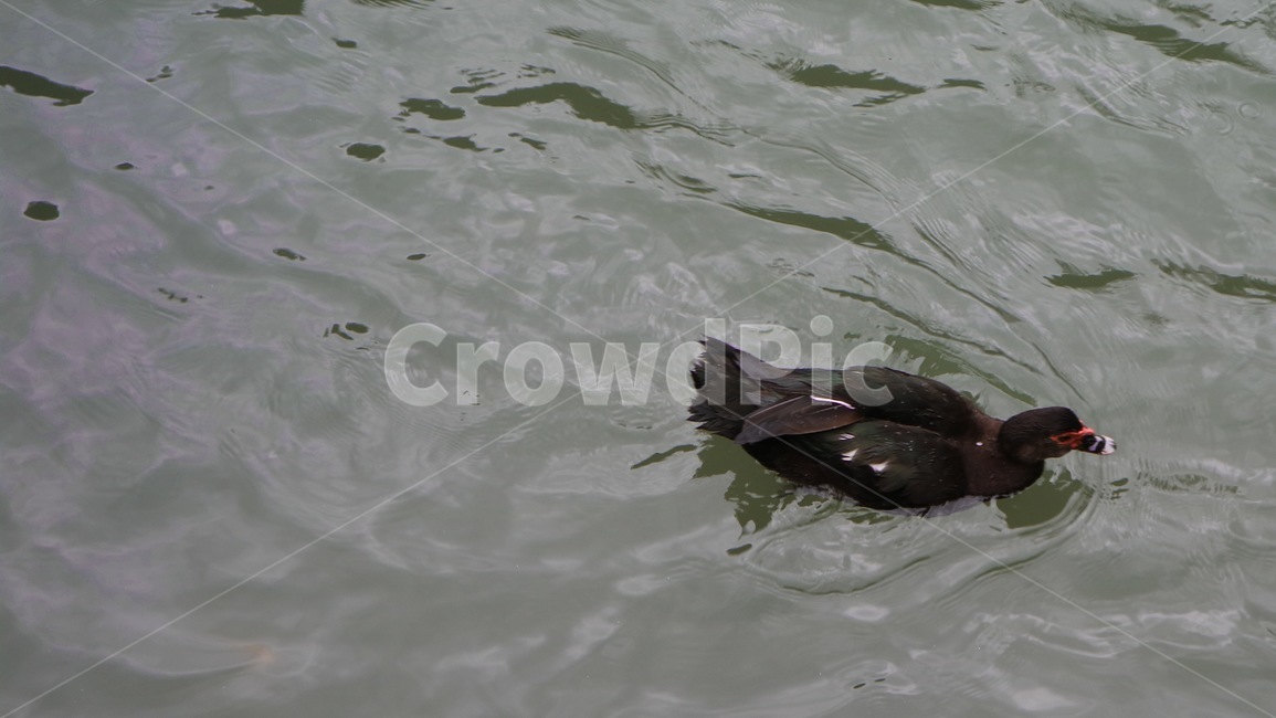 물새,animal,동물,새,bird,waterfowl,오리,동물,animal,조류,새,birds