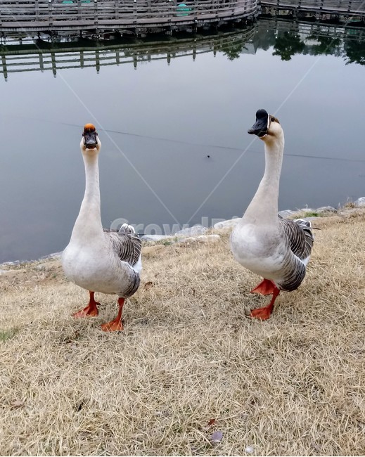 자연,공원,새,거위,animal,goose,bird,호수,물,유원지