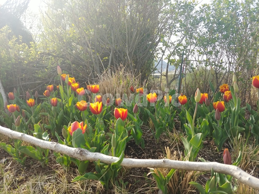튤립,tulip,redtulip,flowers,꽃,식물,자연,plants,nature,꽃,flower