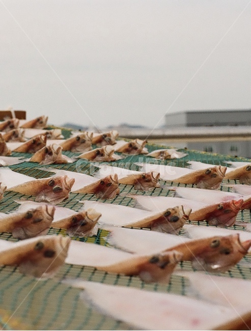 어시장,생선,머리,부두,항구,시장,어촌,풍경,감성,Fish,market,local,street,음식,식재료,요리,food,cook,meal,dishes,food reserves,수산물,해산물,fishery products,seafood,산업,industry,industrial,어업,fishery,fishing industry