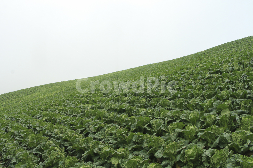 nature,green,plant,field,들판,들,배추밭,배추,farm