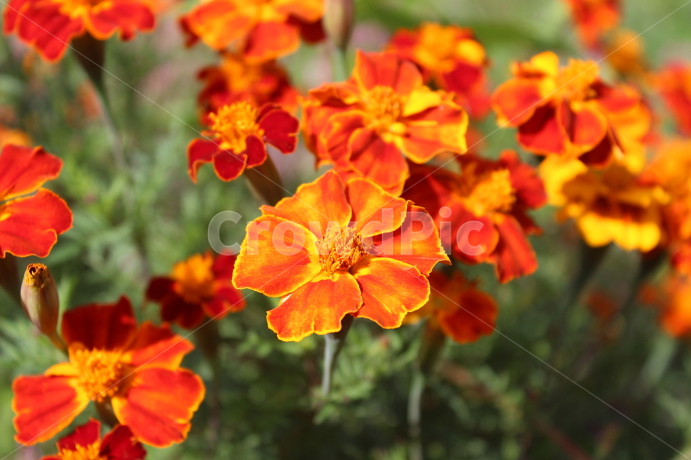 flower,blossom,꽃,plant,식물,식물,자연,plants,nature,꽃,flower