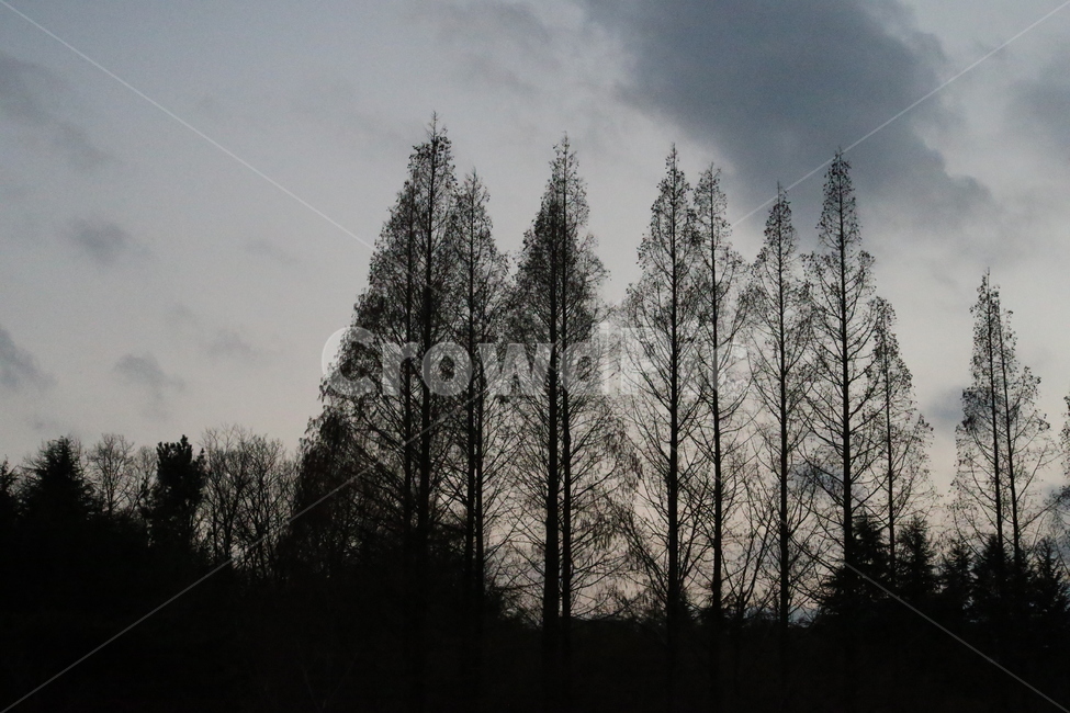 sunset,tree,evening sky,branch,winter sky