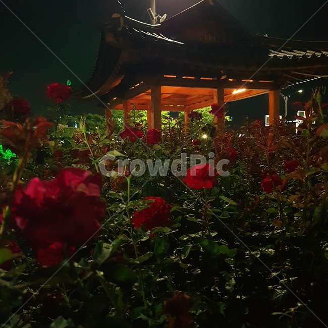 장미,로즈,rose,밤,야경,한옥
