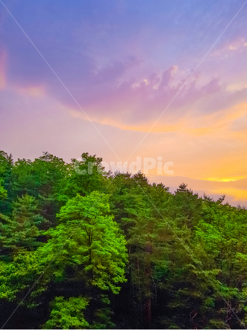 하늘,해질녘,구름,나무,노을,자연,풍경,nature,landscape,fir,전나무,plant,식물,tree,outdoors,옥외