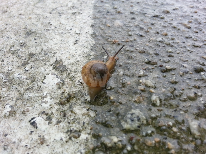 곤충,벌레,달팽이,insect,nature,자연,동물,animal,생명,축축한땅,젖은땅,비온후,비온뒤,아스팔트,도로,기어가다,엉금엉금,느릿느릿,천천히,slow,슬로우,느림보,느림뱅이,느린,이동,움직임,move,접사,클로즈업,macro,closeup,snap,스냅,마크로,동물,animal