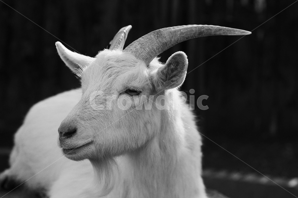 흑백사진,염소,blackandwhite,goat,동물,animal,동물,animal,포유류,mammal