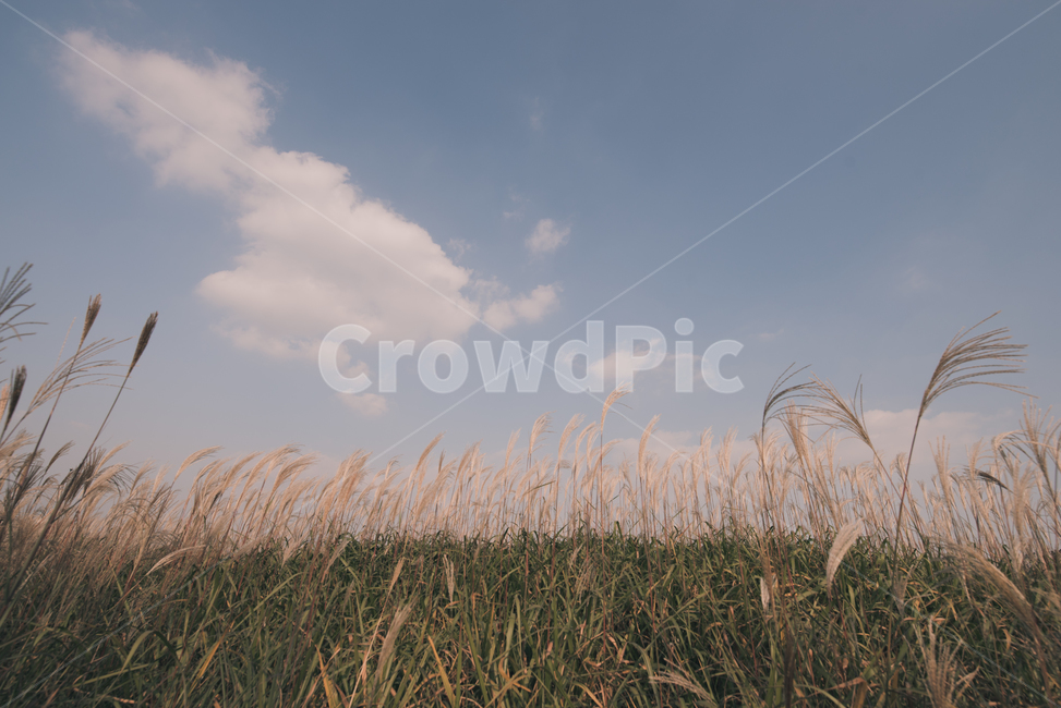 plant,식물,억새,억새풀,하늘,sky,가을,fall,억새밭,자연,가을,계절,fall,autumn,season,자연,풍경,nature,landscape,grass,잔디,lawn,reed,갈대