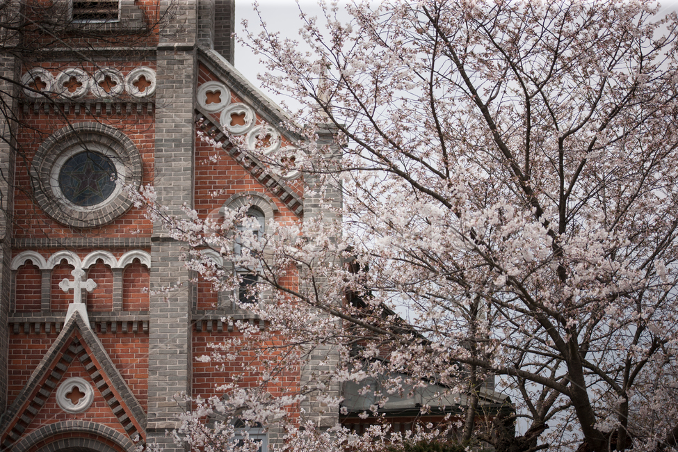봄,꽃,벚꽃,flower,spring,봄,계절,spring,season,식물,자연,plants,nature,나무,trees,wood,종교,신앙,religion,belief,faith,건축물,건물외관,exterior,building,structure,architecture,construction,brick,벽돌,tower,탑,건물
