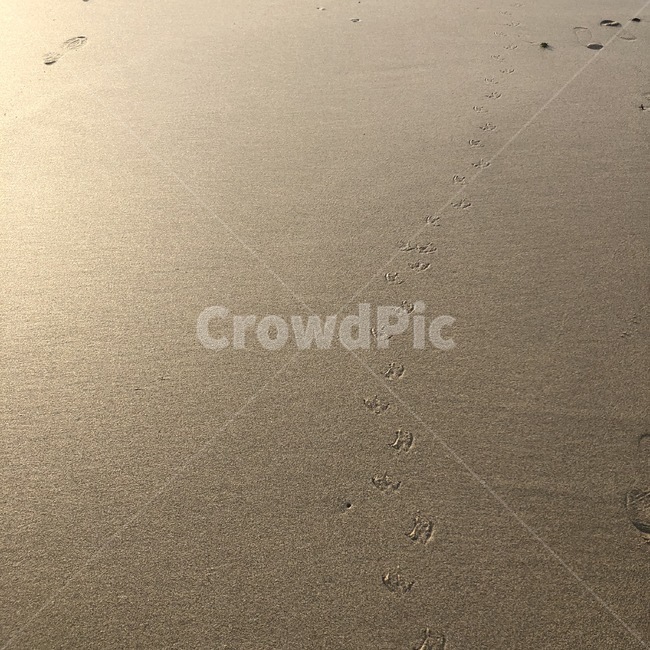백사장,모래사장,새,바닷가,갈매기,발자국,모래자국,outdoors,옥외,sand,모래,nature,자연