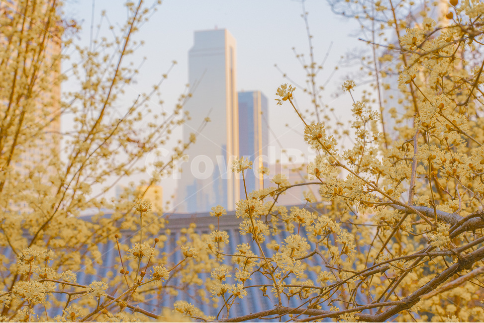산수유,자연,봄,꽃,풍경,감성사진,봄,계절,spring,season,식물,자연,plants,nature,꽃,flower