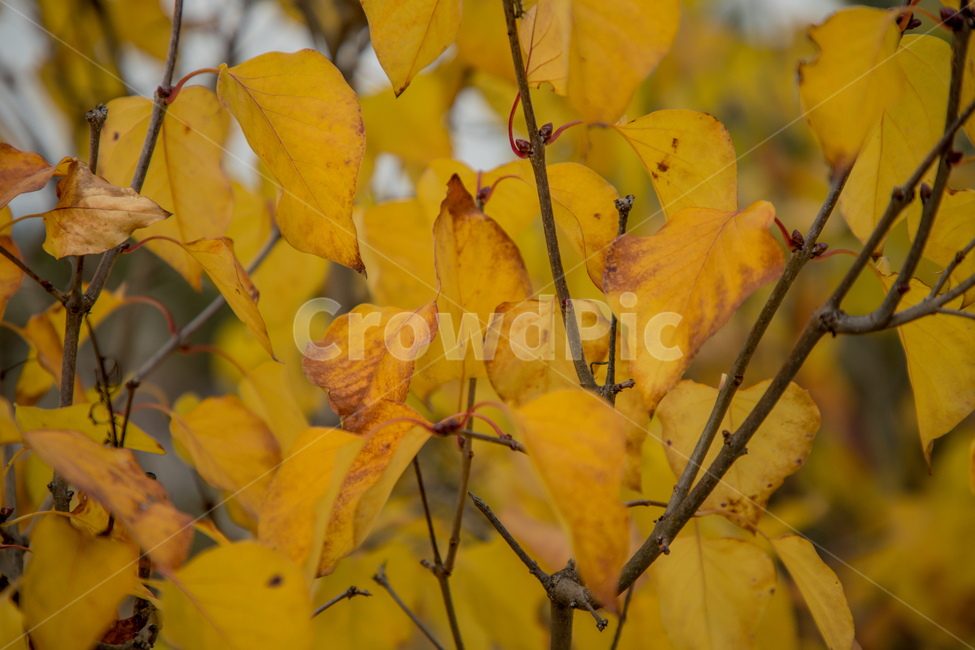 가을,나무,단풍,노랑,물든,가을,계절,fall,autumn,season,plant,식물,leaf,잎,veins,정맥,tree