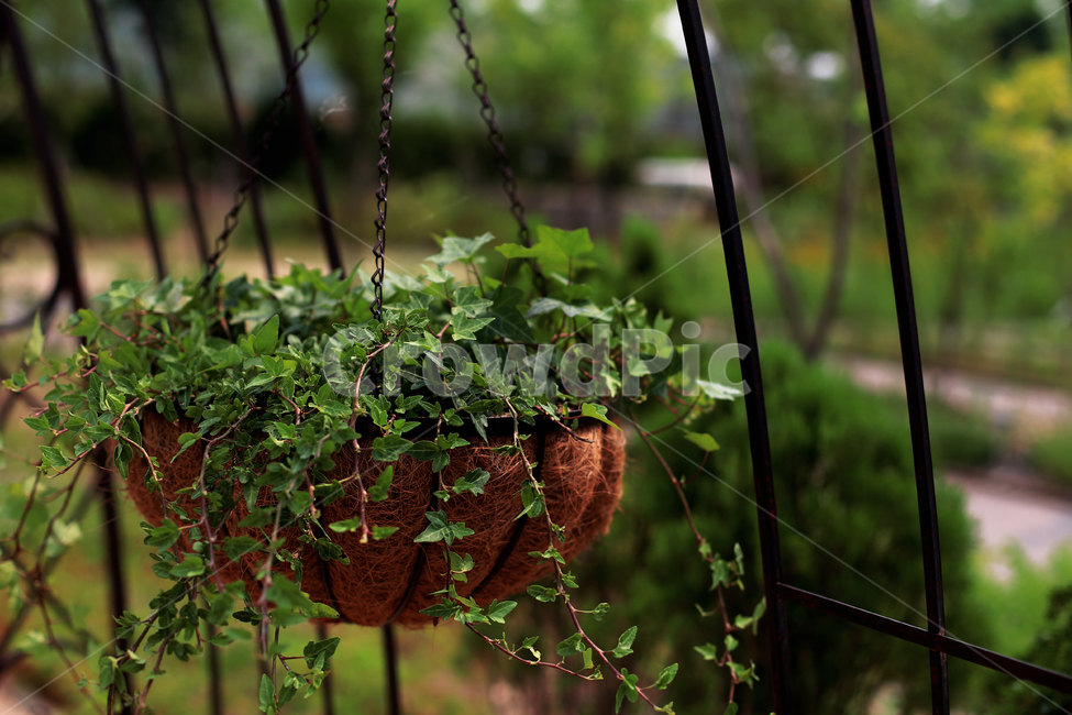 pottedplant,화분,식물,장식,pottery