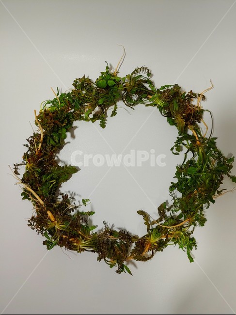 나물,냉이,산나물,채소,봄나물,제철재료,초록식물,초록나물,wreath,화환,식물,자연,plants,nature