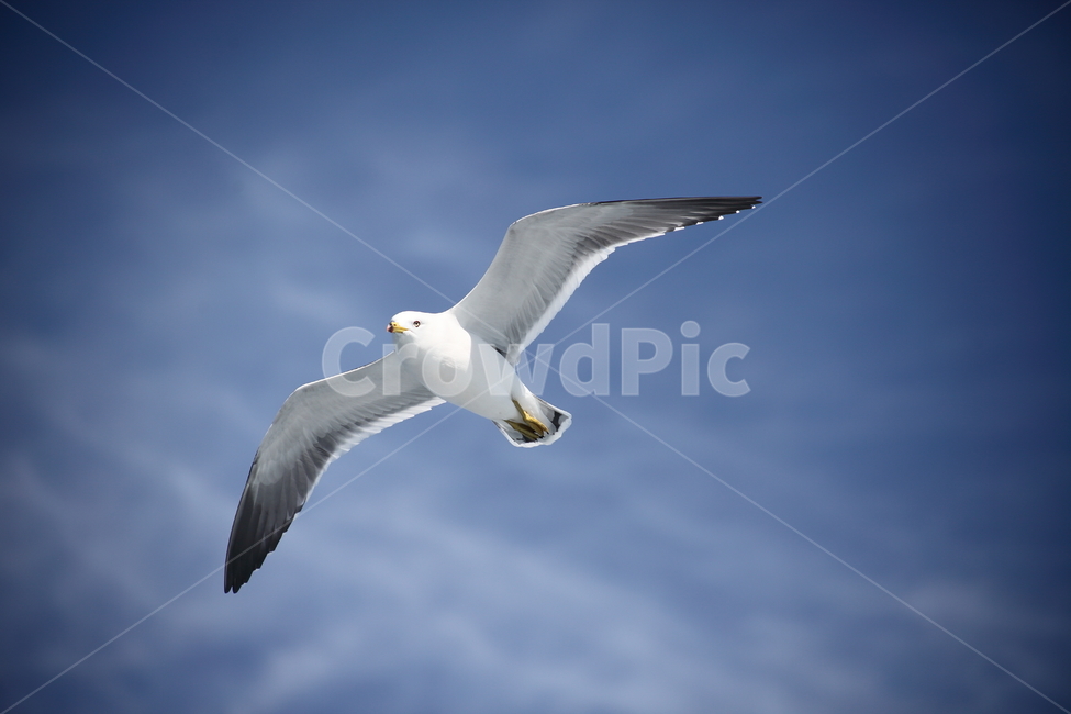 갈매기,바다새,대형조류,commongull,mewgull,laruscrassirostris,괭이갈매기