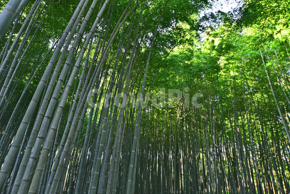 monocot plant,bamboo forest,green,evergreen,rectitude,bamboo,rice tree,background,plant,bamboo leaves,Drawing department,Straight