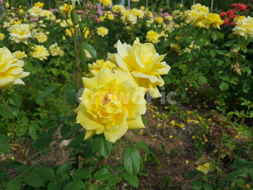 자연,꽃,장미,식물,rose,노란색,yellow,노란장미