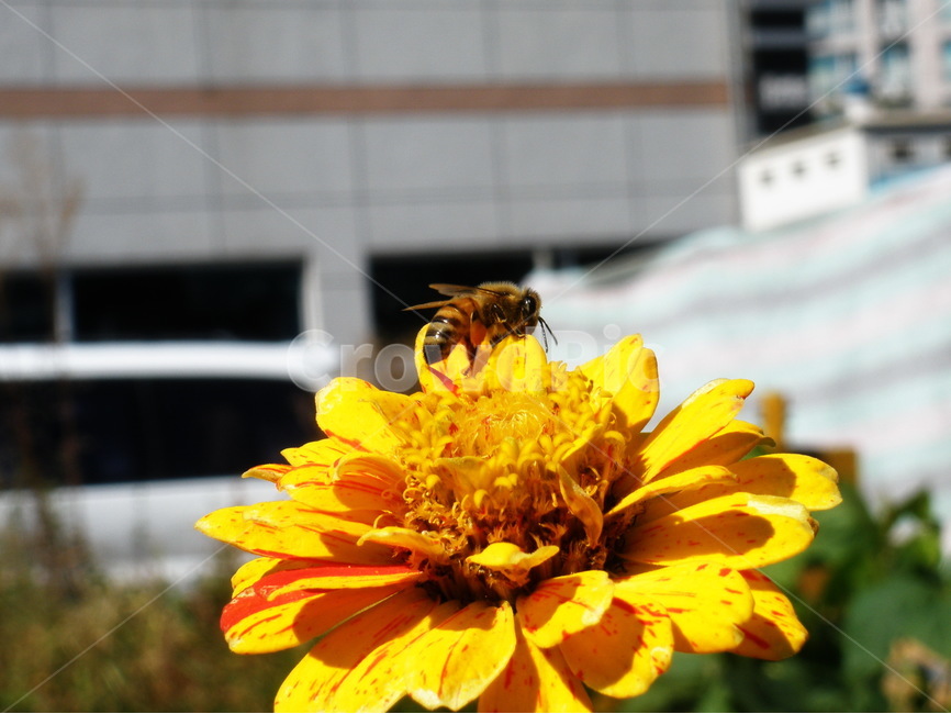 꽃,백일홍,꿀벌,노랑,아웃포커스,봄,계절,spring,season,식물,자연,plants,nature,꽃,flower,동물,animal,곤충,벌레,insect,bug,bee,벌,invertebrate,무척추 동물,honey bee