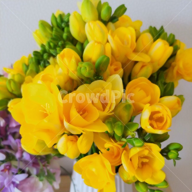 프리지아,봄꽃,감성,봄감성,노란꽃,꽃꽂이,flower,blossom,flowerbouquet,화병,봄,꽃,꽃,flower