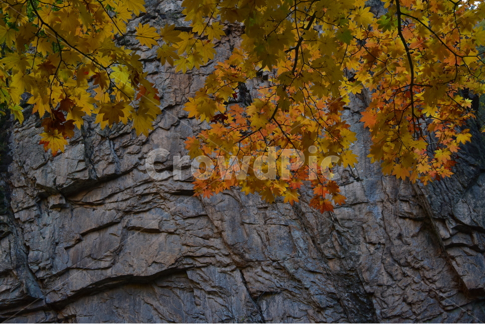 tree,나무,바위,단풍,가을단풍,가을풍경,단풍잎,가을,계절,fall,autumn,season,자연,풍경,nature,landscape,plant,식물,leaf,잎