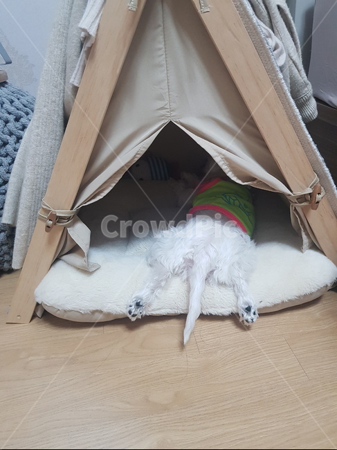 피곤,휴식,강아지발바닥,굿잠,여유,쉼,잠